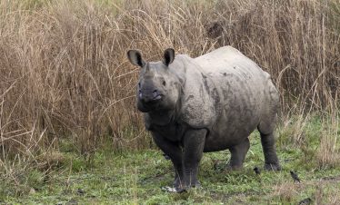 Chitwan Jungle Safari